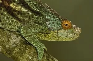 Images Dated 28th December 2005: Parsons chameleon (Calumma parsonii parsonii) eastern rain forests from Ranomafana