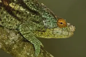 Secondary Growth Prints: Parsons chameleon (Calumma parsonii parsonii) eastern rain forests from Ranomafana