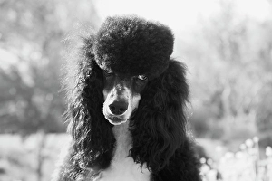 Looking At Camera Prints: Parti poodle