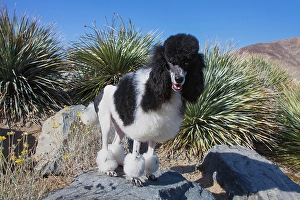 Looking At Camera Prints: Parti poodle
