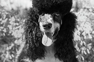 Looking At Camera Prints: Parti poodle