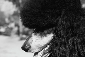 Images Dated 4th November 2024: Parti poodle