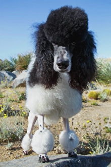 Looking At Camera Prints: Parti poodle