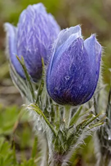 Crocus Prints: Pasque, aka crocus flowers, in the Bighorn Mountains of Wyoming, USA