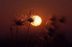 Images Dated 21st April 2007: Pasque Flower, Pulsatilla pratensis, seed stalks at sunrise, National Park Lake Neusiedl