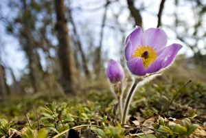 Images Dated 17th May 2007: Pasque flower, Pulsatilla sp. Yukon