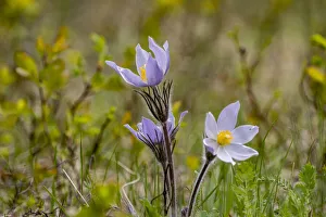 Crocus Prints: Pasqueflowers aka crocus in spring in Montana