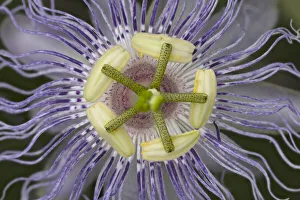 Passiflora, Passion flower, Creasey Mahan Nature Preserve, Kentucky