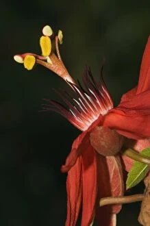 Images Dated 9th March 2007: Passion flower