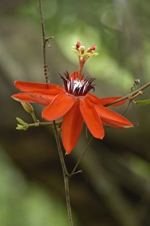 Keith And Rebecca Snell Prints: Passion Flower, Wilson Botanical Gardens, San Vito, Costa Rica