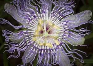 Zebra Longwing Prints: Passionflower, passiflora incarnata, the larval plant for the Gulf Fritillary