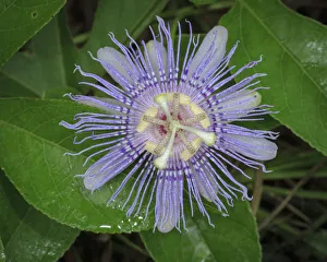 Zebra Longwing Prints: Passionflower, passiflora incarnata, Florida