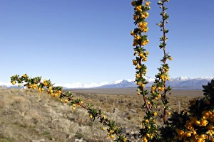 Patagonian Prints: Patagonia Argentina. Glacier National Park. El Calafate: its a tipical Patagonian berry