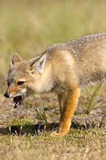 Images Dated 20th January 2007: patagonian gray fox, Dusicyon griseus, on the Falkland Islands, South Atlantic Ocean