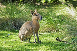 Andres Morya Prints: Patagonian Mara, Dolichotis patagonum, Argentina