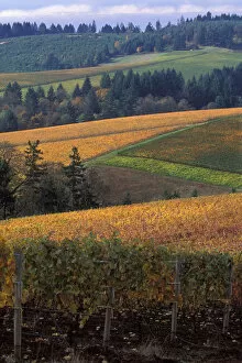 Images Dated 3rd July 2007: Patch work quilt of fall colors of Knutsen vineyard from Bella Vida Vineyards in