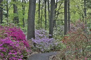 Azalea Prints: Path and azaleas in bloom, Jenkins Arboretum and Garden, Devon, Pennsylvania