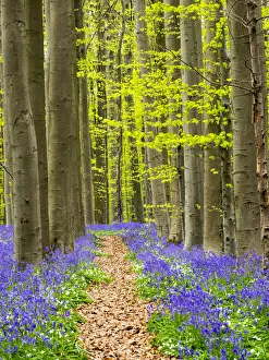Belgium Prints: Path through the Blue Forest