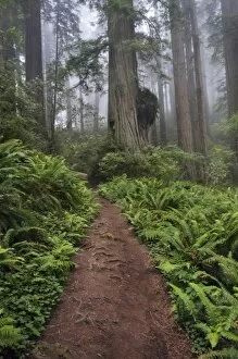 Images Dated 19th June 2007: Path through the giant redwood trees shrouded in fog, Redwood National Park, California