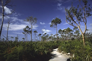 Path in Lucayan National Park, Grand Bahama Island, Bahamas, West Indies Path in Lucayan National Park, Grand Bahama Island, Bahamas, West Indies