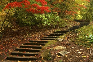 Stairs Prints: Path through a park in Autumn