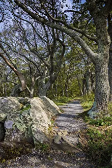 Great Smoky Mountain Prints: Path, Shenandoah, Blue Ridge Parkway, Smoky Mountains, USA