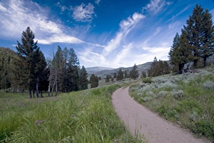Yellow Stone Prints: Path down from Slough Creek Meadows, Yellowstone, NP