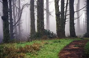 Kristin Piljay Prints: Path throught the misty forest, Point Reyes National Park, CA, USA
