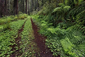 Hiking Trail Prints: Pathway through ferns and redwood trees, Del Norte Coast Redwoods State Park