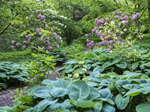 Pathway Prints: Pathway through a garden of rhododendrons, hosta and various plants