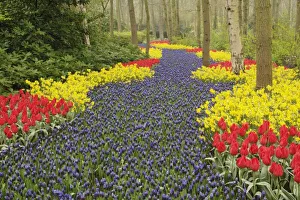 Grape Hyacinth Prints: Pathway of Grape