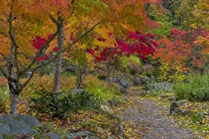 Pathway Prints: Pathway leads to park bench in autumn at Japanese Gardens in Nelson, British Columbia
