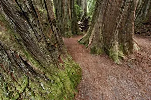 Redwood Prints: Pathway through redwood trees. Redwood National Park, California