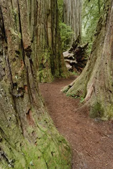 Pathway through redwood trees. Redwood National Park, California