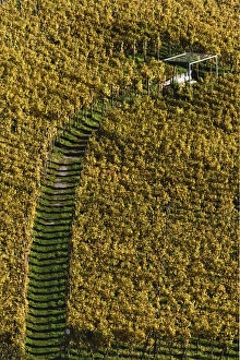 Pathway Prints: Pathway through vineyard, Interlaken, Switzerland