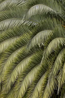 Quito Prints: Pattern in branches of palm tree, Quito, Ecuador
