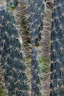 South America Prints: Pattern in Candelabra cactus, San Cristobal Island, Galapagos Islands, Ecuador