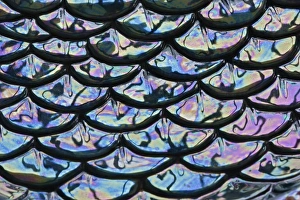 Images Dated 28th February 2005: Pattern in ceramic dish, Florida