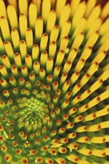 Inhouse Prints: Pattern in cone of Purple Coneflower (Echinacea purpurea)