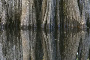 Pattern of cypress trees reflecting on blackwater area of St. Johns River, central Florida