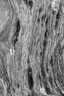 San Cristobal Island Prints: Pattern in dead tree, San Cristobal Island, Galapagos Islands, Ecuador