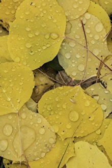 Ground Prints: Pattern of fallen yellow aspen leaves on ground, Owl Creek Pass, San Juan Mountains