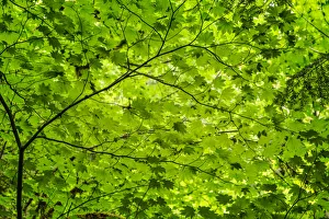 Pattern of green maple leaves, Columbia River Gorge National Scenic Area, Oregon