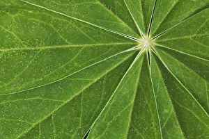 Line Prints: Pattern in lupine leaves, Yosemite National Park, California