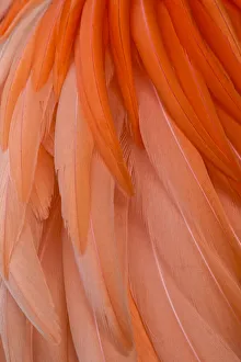 Pattern in pink American flamingo feathers