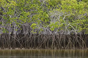South America Prints: Pattern in roots of red mangroves, Santa Cruz Island, Galapagos Islands, Ecuador