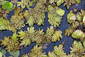 Images Dated 18th January 2024: Pattern in salvinia, an invasive species, Caddo Lake, Texas