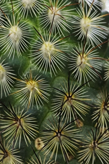 Spin Prints: Pattern of small cactus spines
