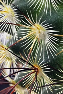 Prints of Pattern of small cactus spines Images Dated 2018 June: Pattern of small cactus spines