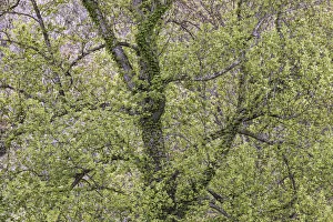 Tennessee Prints: Pattern of spring leaves and tree branches